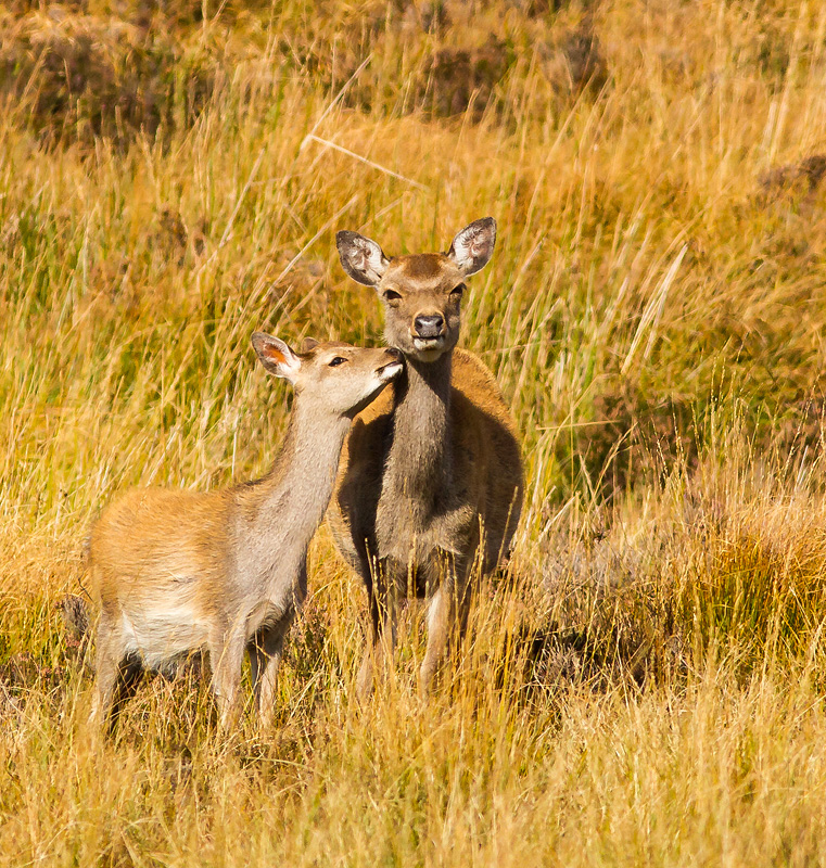 Deer_121014_3.jpg