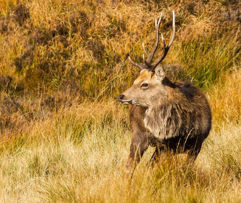 Deer_121014_4.jpg