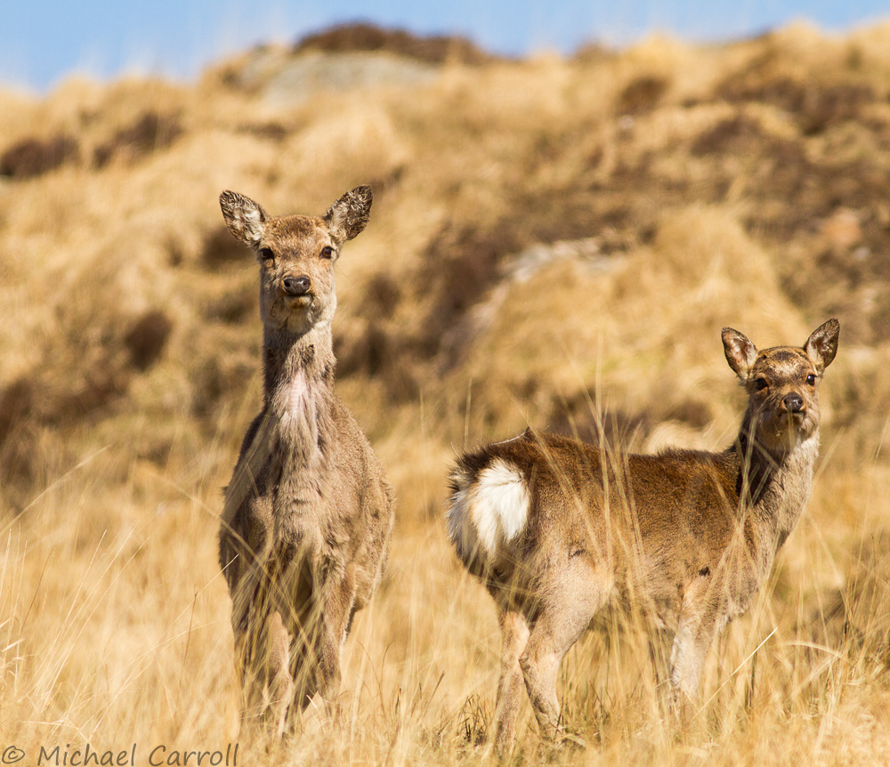 Deer_180414_2.jpg