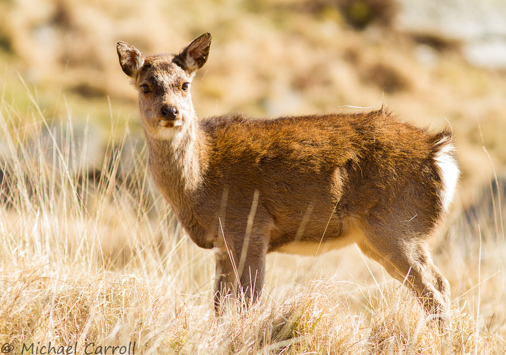 Deer_180414_4.jpg