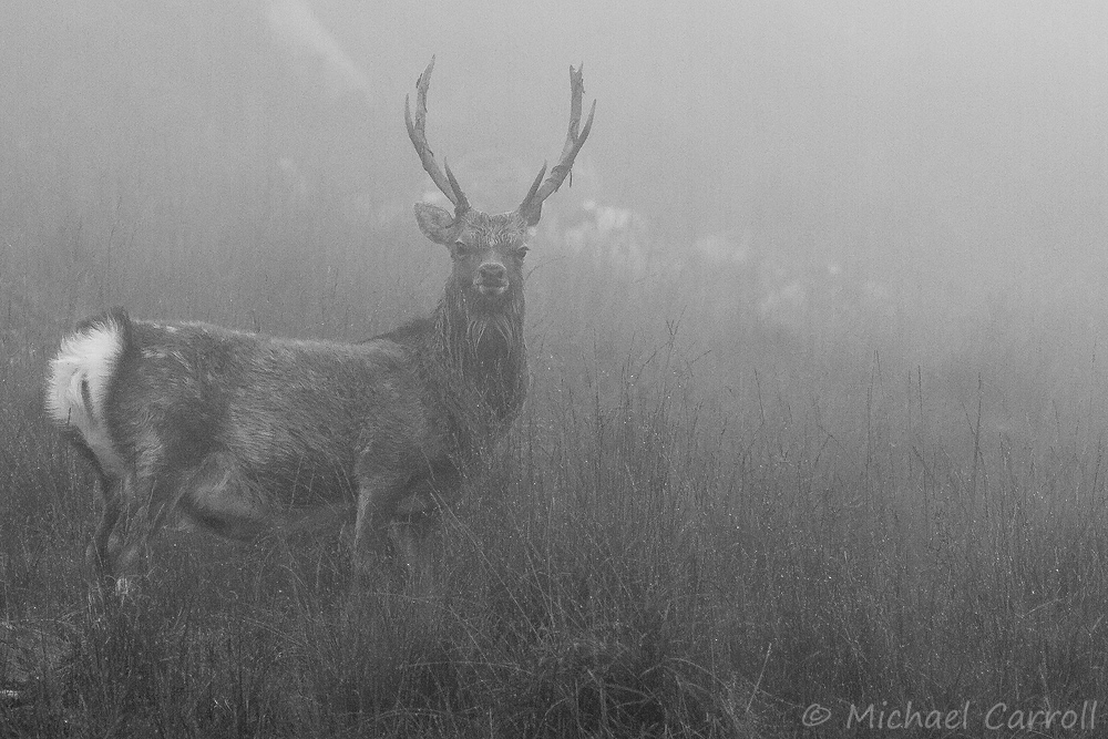 Deer_230913_12.jpg