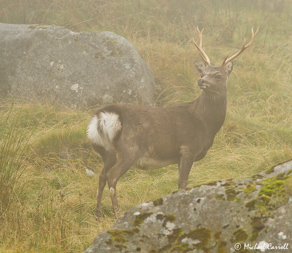 Deer_230913_3.jpg