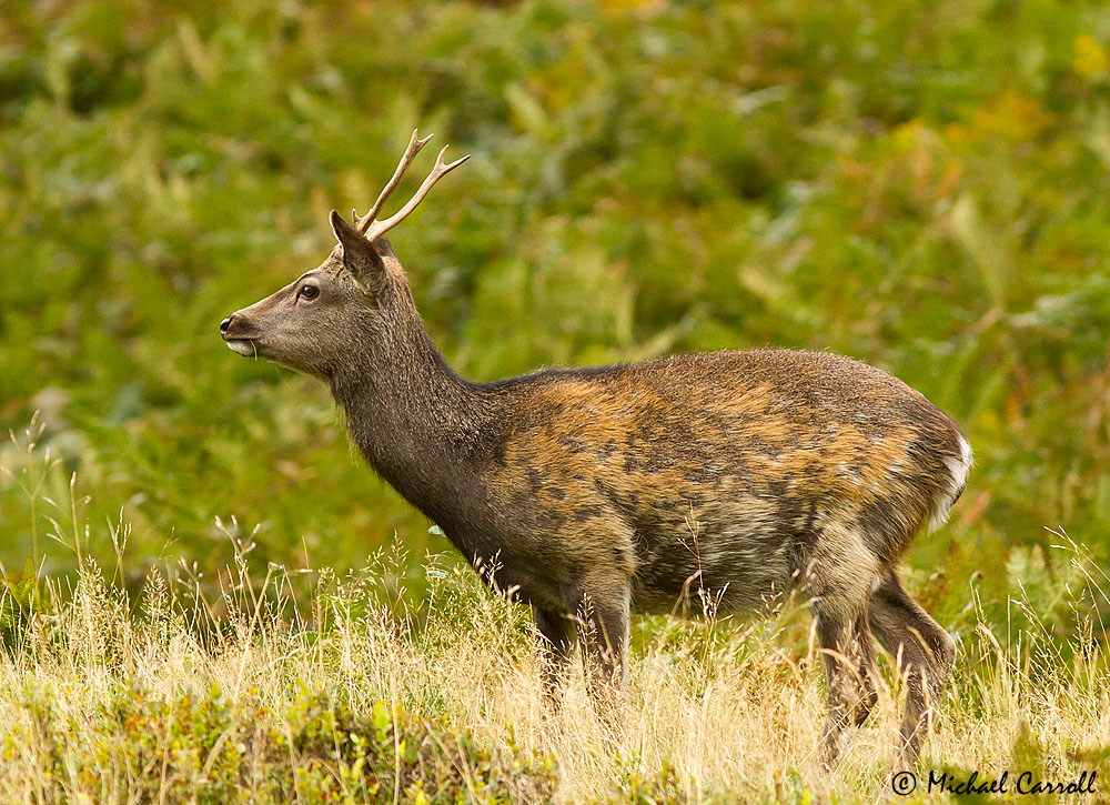 Deer_230913_4.jpg