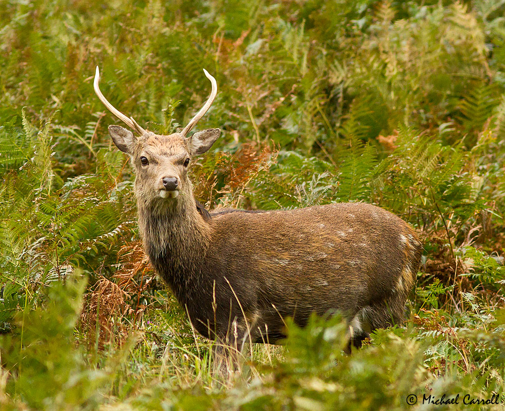 Deer_230913_7.jpg