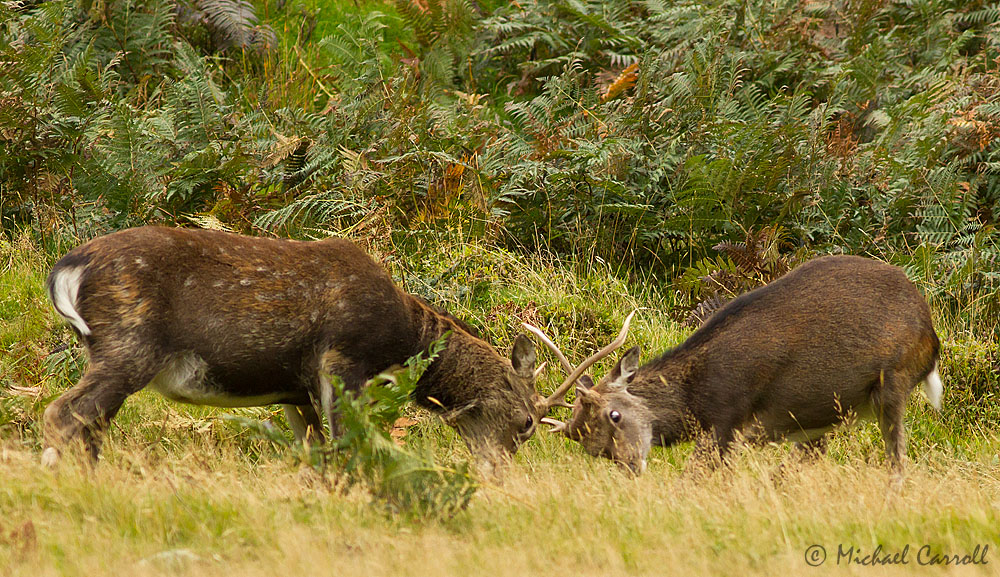 Deer_230913_8.jpg