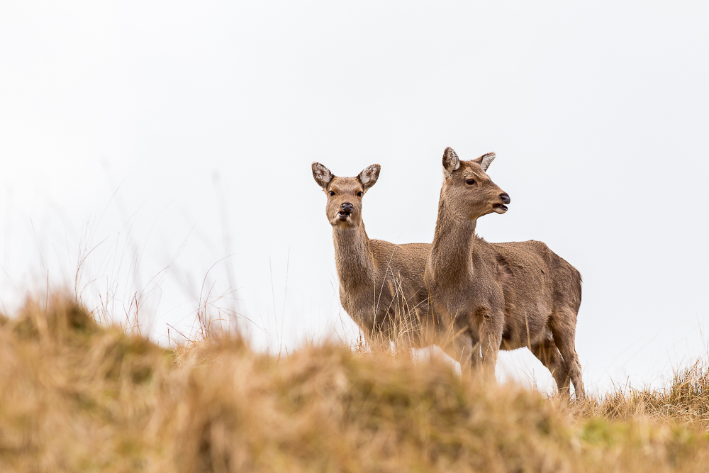 Deer_280216_1_1K.jpg