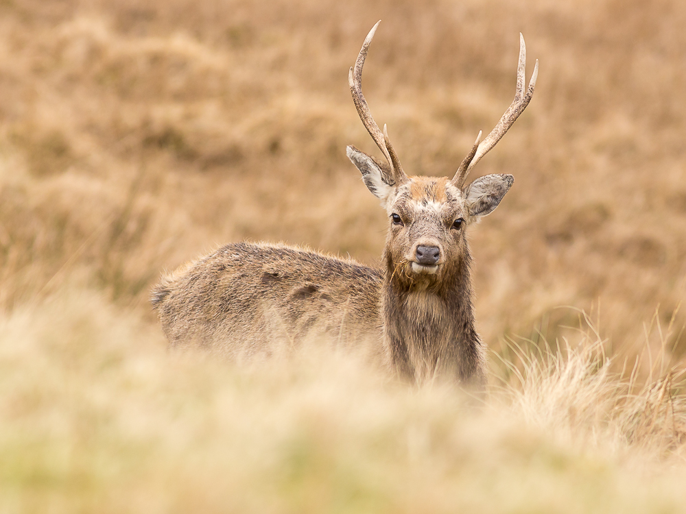 Deer_280216_2_1K.jpg