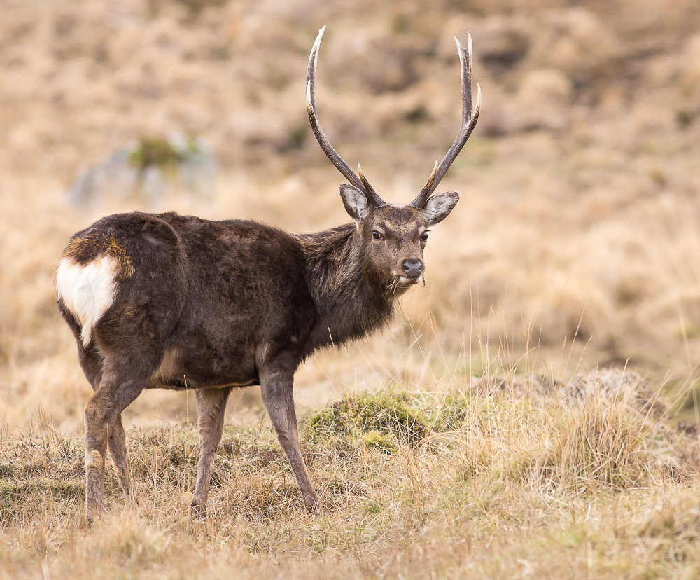 Deer_280216_3_1K.jpg
