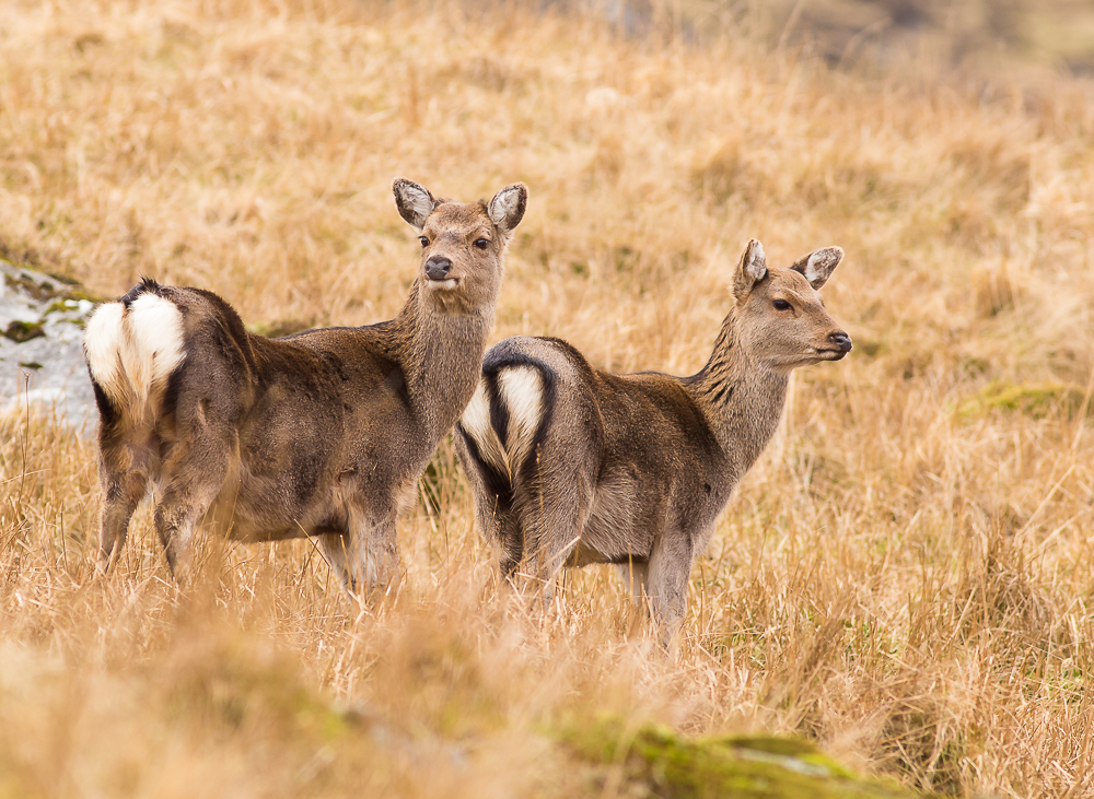 Deer_280216_4_1K.jpg