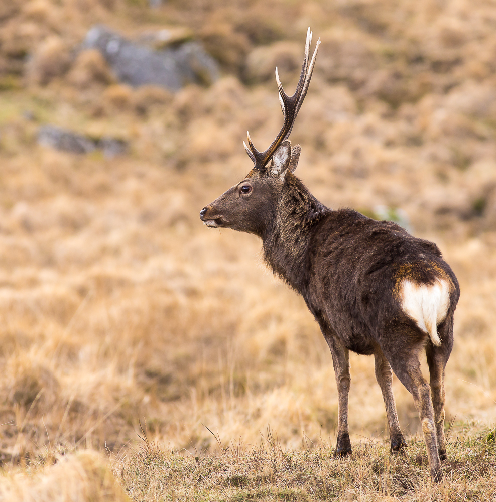 Deer_280216_5_1K.jpg