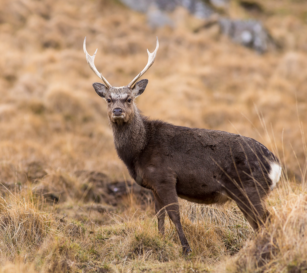 Deer_280216_6_1K.jpg