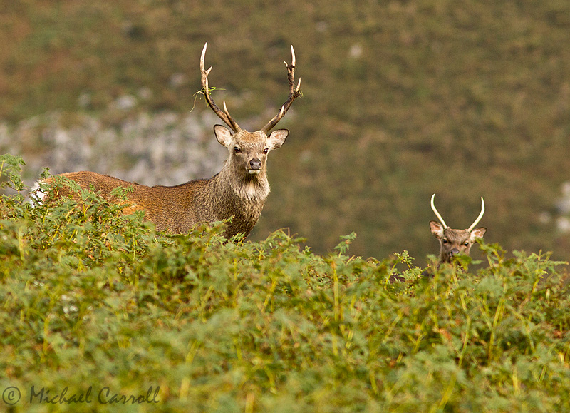 Deer_Camaderry_220912_800px_1.jpg