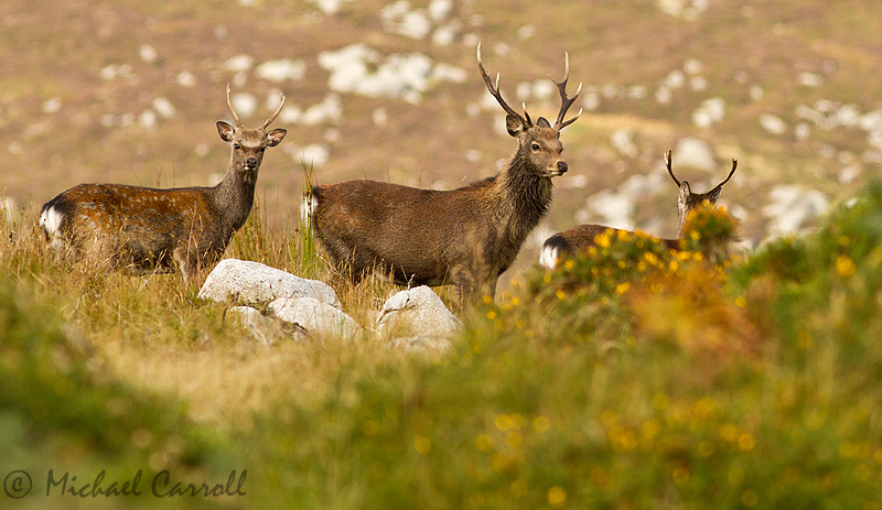 Deer_Camaderry_220912_800px_2.jpg