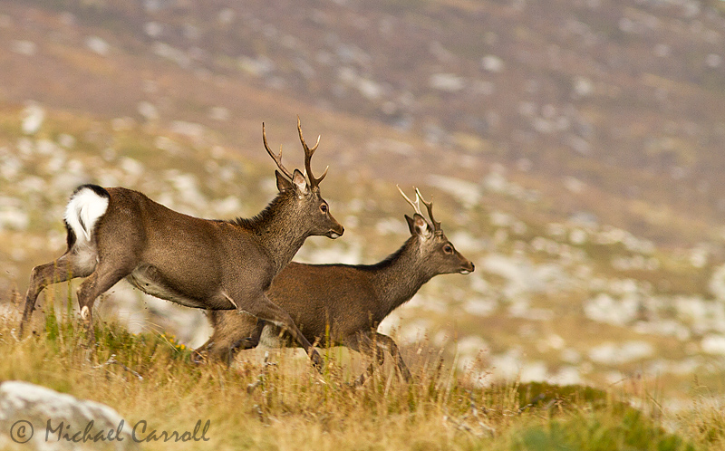 Deer_Camaderry_220912_800px_3.jpg