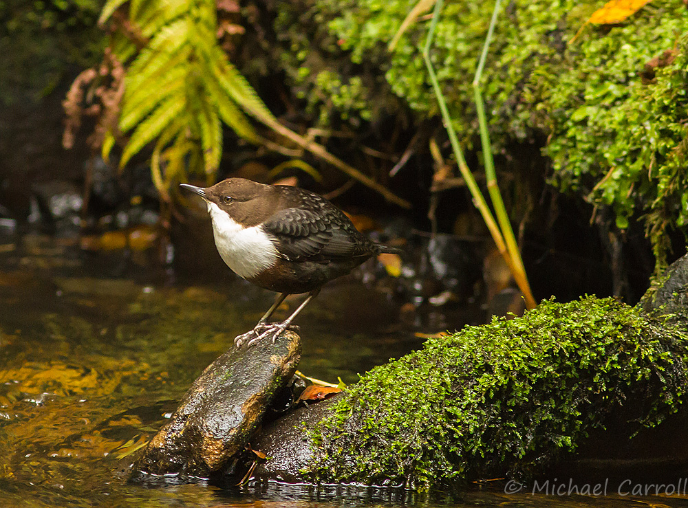 Dipper_280914_1.jpg