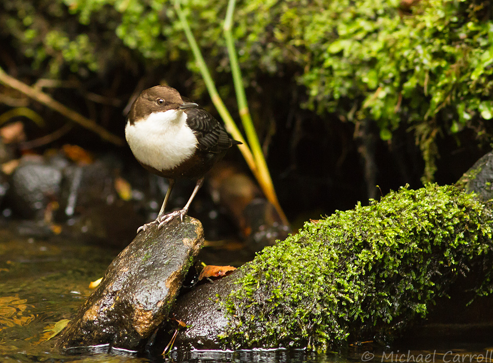 Dipper_280914_2.jpg