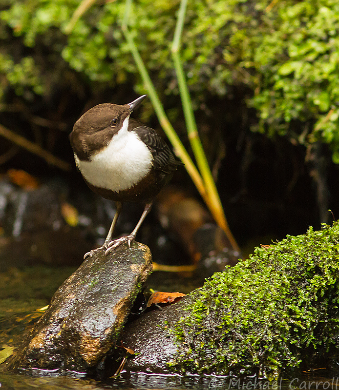 Dipper_280914_3.jpg