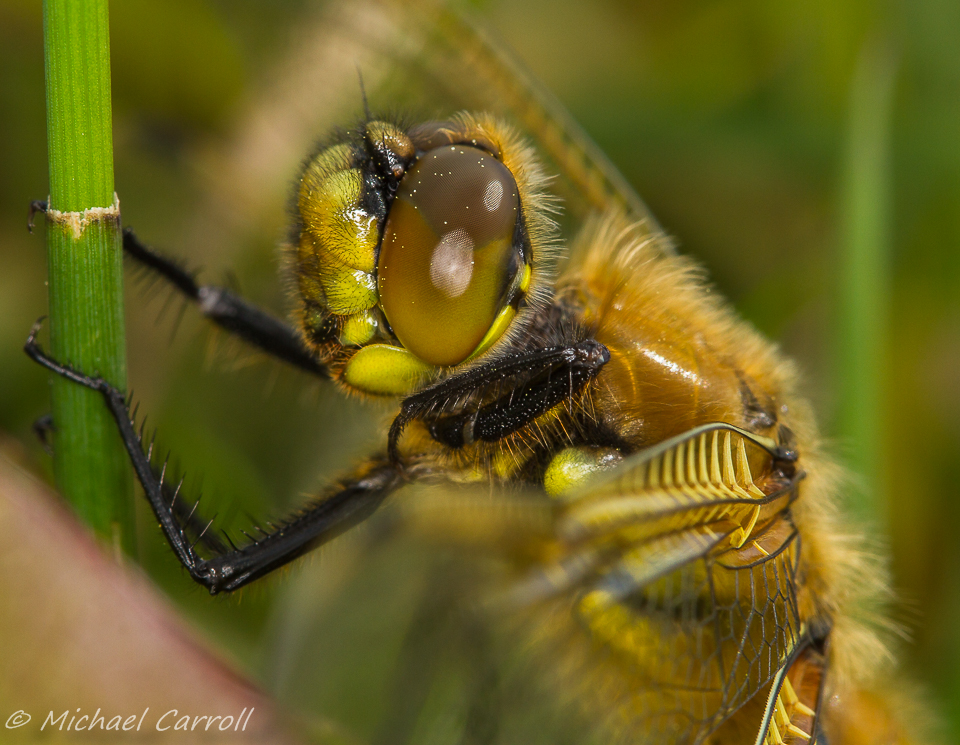 Dragonfly_240515_1-3.jpg