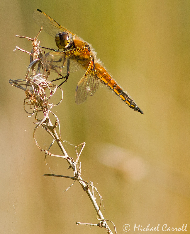 Dragonfly_260512_1.jpg