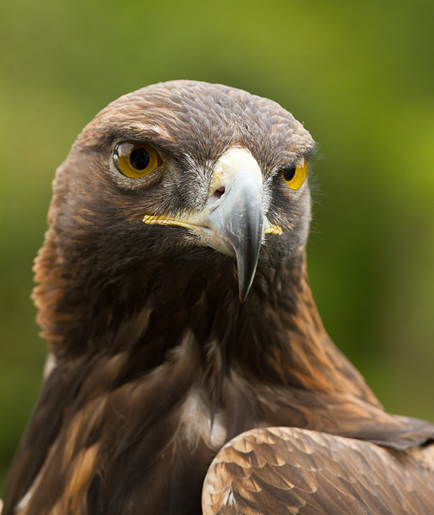 Eagle_010913_1.jpg