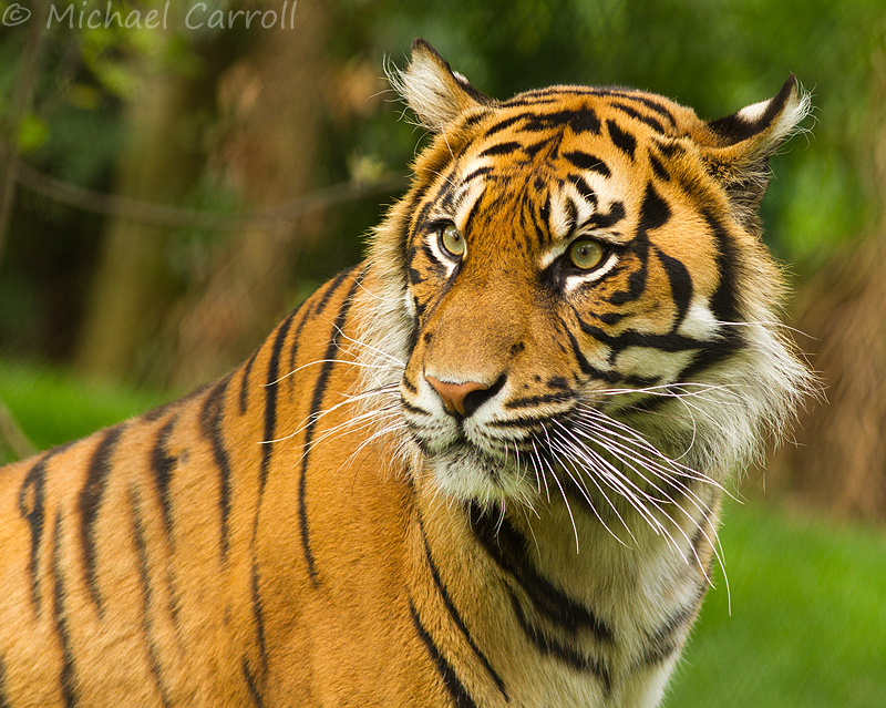 Fota_Tiger_130714_7.jpg