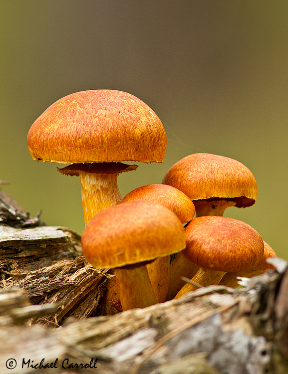Fungi_131013_1.jpg
