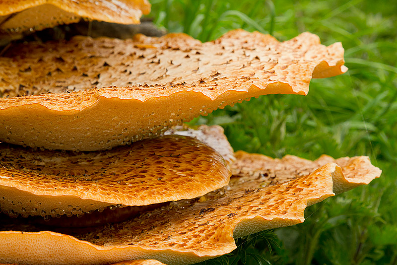 Fungi_250411_2.jpg