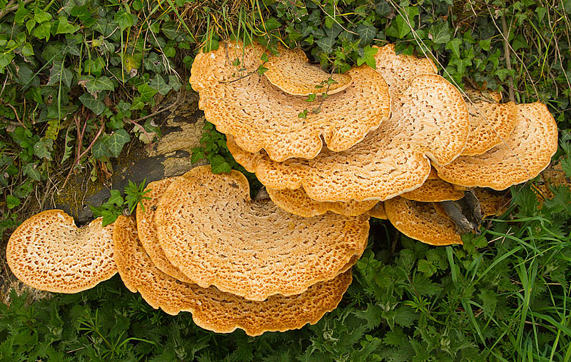 Fungi_250411_4.jpg