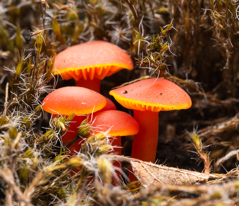 Fungi_Boora_041015_1_800px.jpg