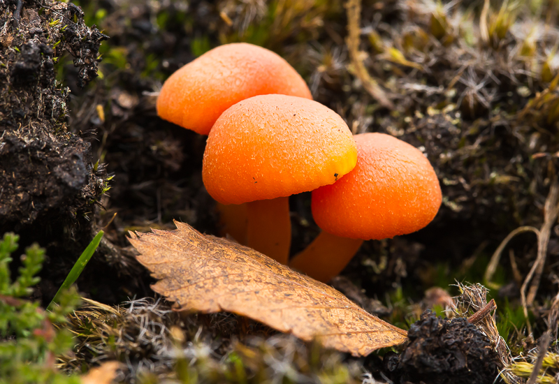 Fungi_Boora_041015_2_800px.jpg