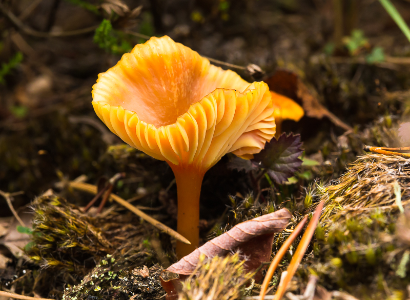 Fungi_Boora_041015_3_800px.jpg