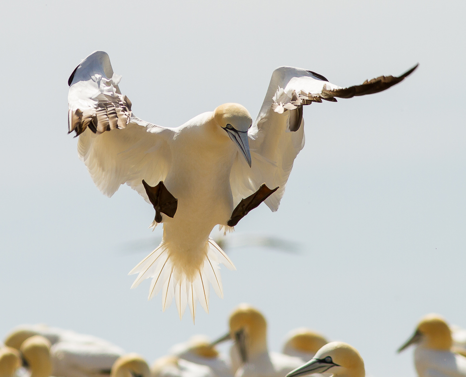 Gannet_140615_1.jpg