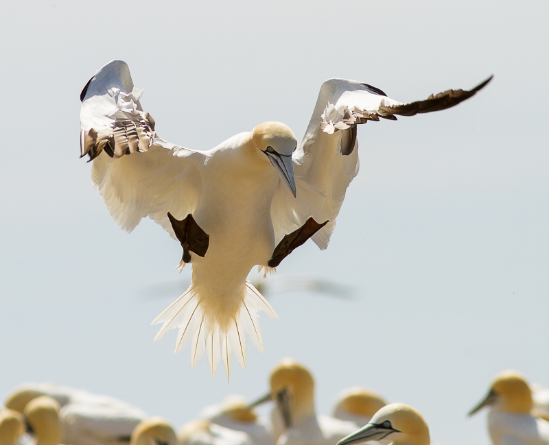 Gannet_140615_800px_1.jpg