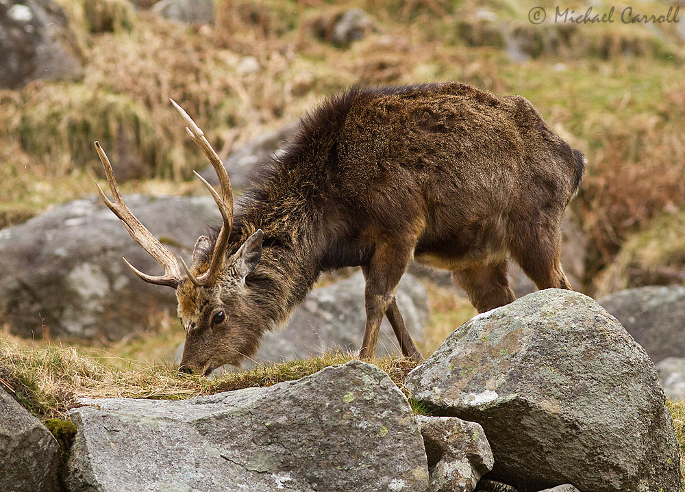 Glendalough_Deer_010413_1.jpg