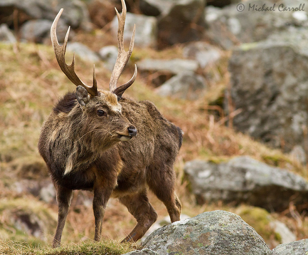 Glendalough_Deer_010413_2.jpg