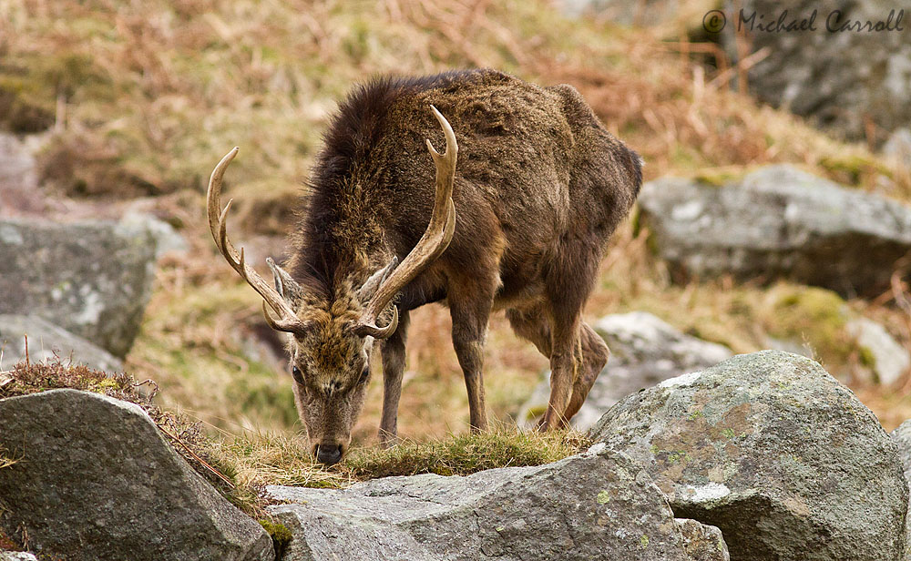 Glendalough_Deer_010413_3.jpg