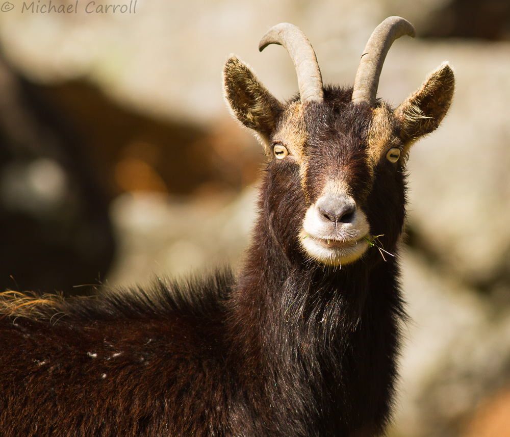 Goat_060414_1.jpg