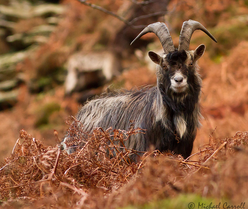 Goat_270113_3.jpg