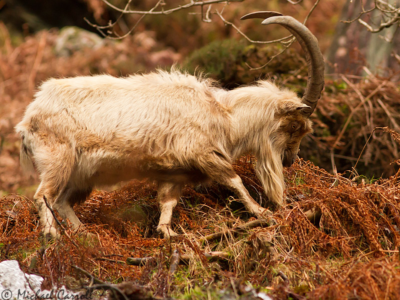 Goat_270113_4.jpg