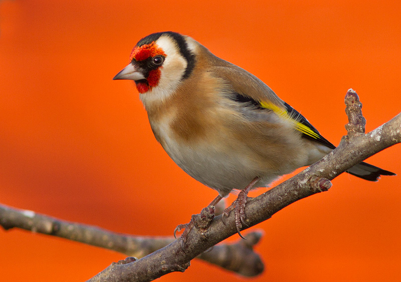 Goldfinch_020112_1.jpg