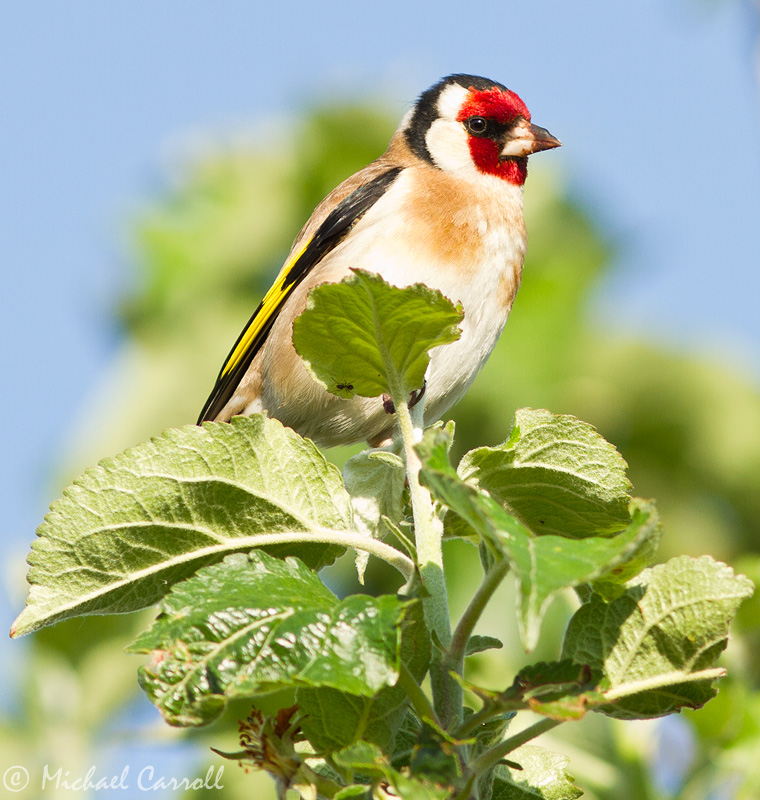 Goldfinch_040612_1.jpg