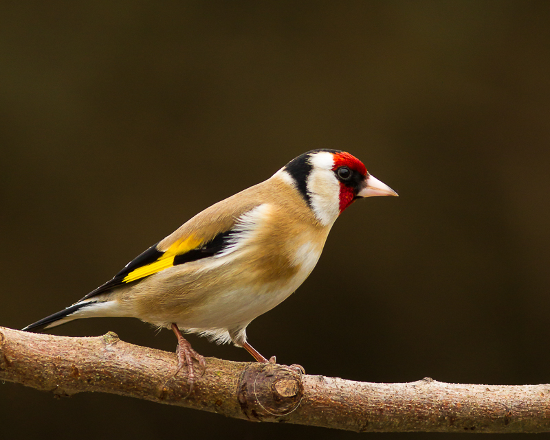 Goldfinch_140315_800px_1.jpg