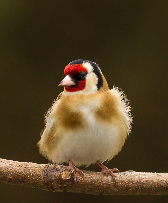 Goldfinch_140315_800px_2.jpg