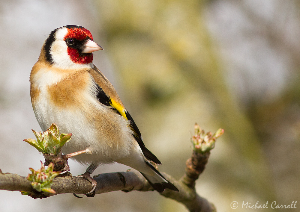 Goldfinch_210413_1kpx_1.jpg