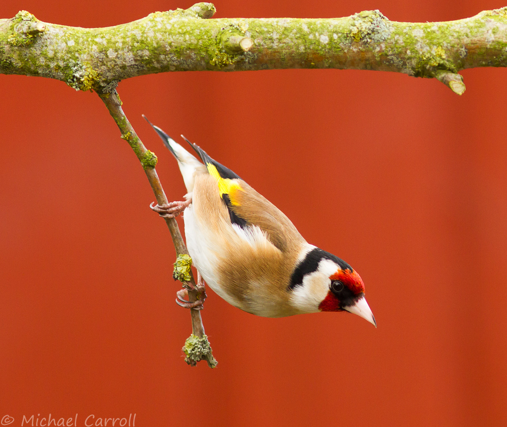 Goldfinch_230314_1.jpg