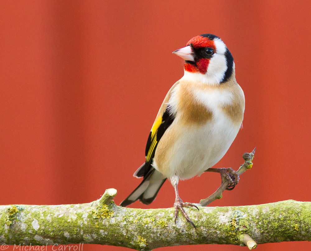 Goldfinch_230314_4.jpg