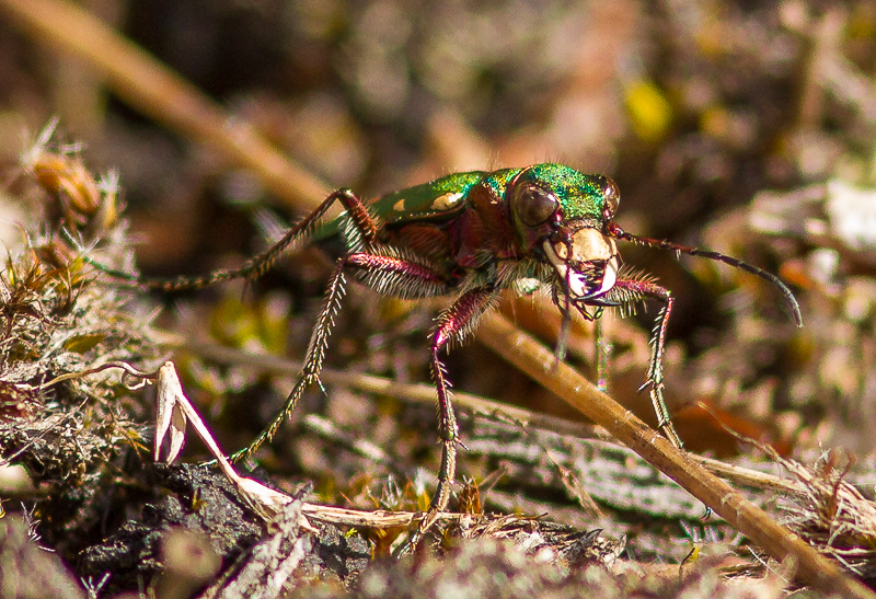 Green_Tiger_Beetle_190415_800px.jpg