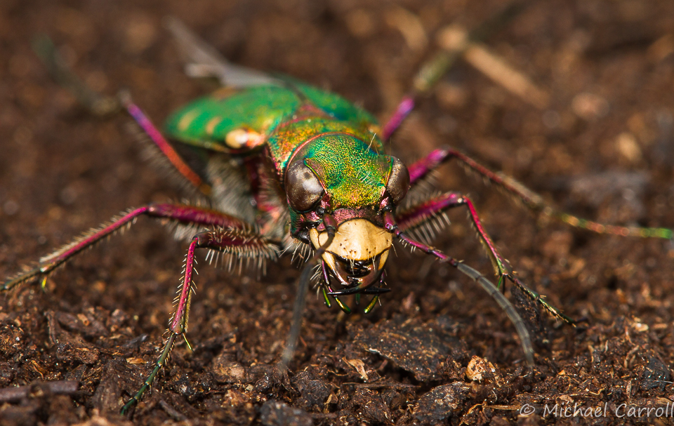 Green_Tiger_Beetle_240515_1.jpg