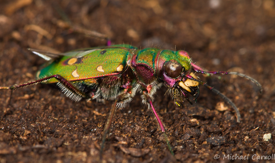 Green_Tiger_Beetle_240515_3.jpg