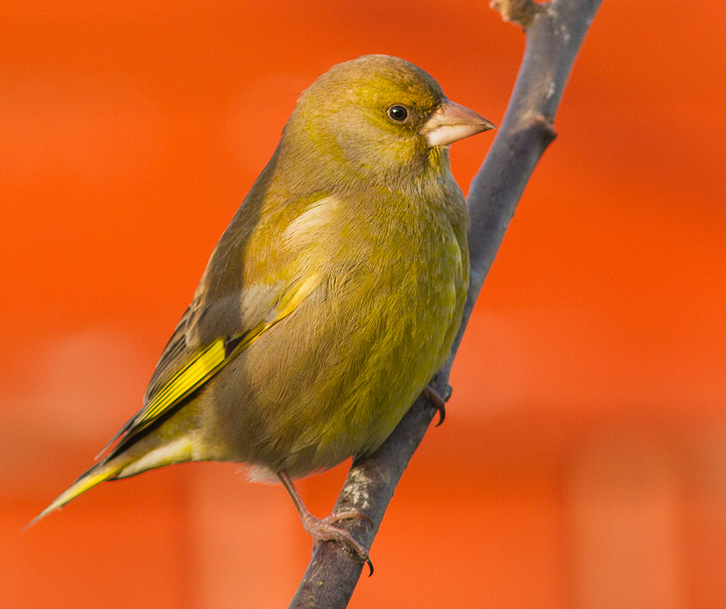 Greenfinch_020112_1.jpg